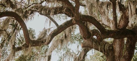 Tullahoma Funeral Home | Tullahoma TN funeral home and cremation