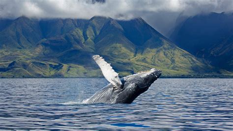 Bing Wallpaper Whale 的图像结果