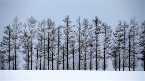 Exploding Tree Cold 的图像结果