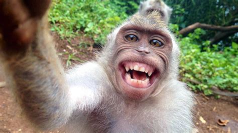 Famous selfies of the animal kingdom
