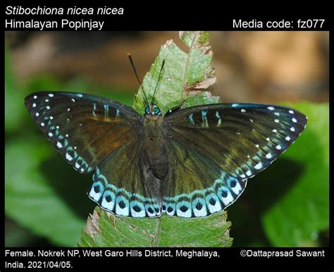 Stibochiona nicea | Butterfly