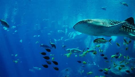 6 Exotic Wildlife You Can Get Up, Close and Personal With in Australia ...