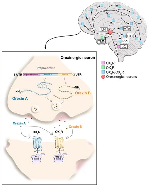 The Orexin System in Addiction: Neuromodulatory Interactions and ...