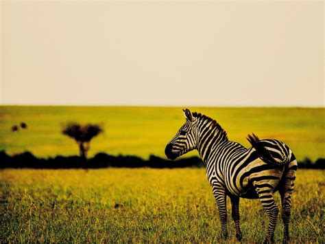 ¿Para qué sirven las rayas de las cebras? | Meer