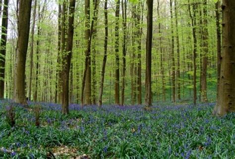 Hallerbos, the blue forest of Belgium, Belgium - TimesTravel
