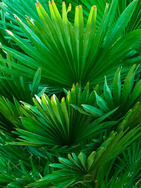 Outdoor Palm Plants | Buy Palm Plant Online in Kuwait