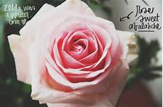 frasi e fiori fiori frasi fiori was a writer frasi e fiori fiori frasi fiori was a writer