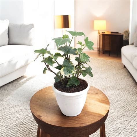 Buy English Ivy Variegated Plant online at best price