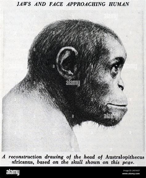 Australopithecus Sounds 的图像结果