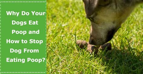 Image result for How to Stop Dogs from Eating Poop