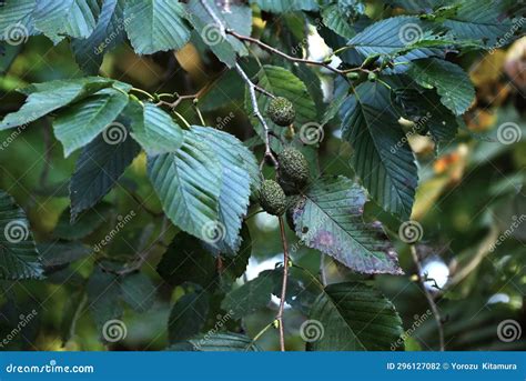 Japanese Green Alder (Alnus Sieboldiana) Nuts. Betulaceae Deciduous Tree Endemic To Japan Stock ...