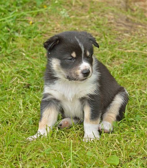 Swedish Lapphund Dog Breed Complete Guide - A-Z Animals