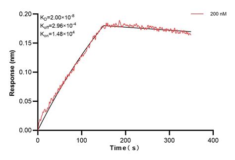 PPAR Gamma antibody (81490-4-PBS) | Proteintech