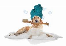 bagno terapeutico bagno terapeutico cani e gatti zinamica bagno terapeutico bagno terapeutico cani e gatti zinamica