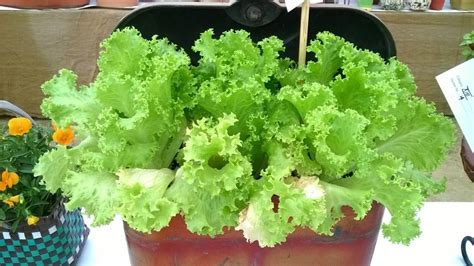 Eating lettuce may protect astronauts' bones on Mars trip - IBTimes India