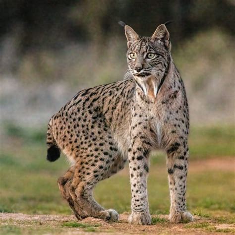 Record-breaking Iberian Lynx dies aged 20 - BirdGuides