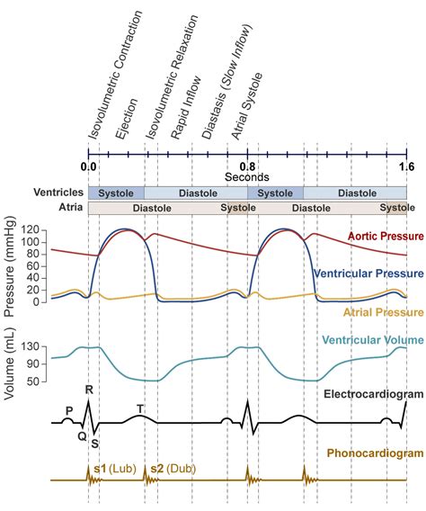 Cardiac Cycle Simulation – Human Bio Media