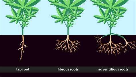 Image result for About Root System