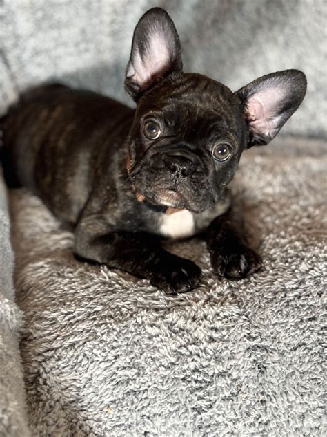 French Bulldog (Frenchie) Puppies For Sale In Wisconsin