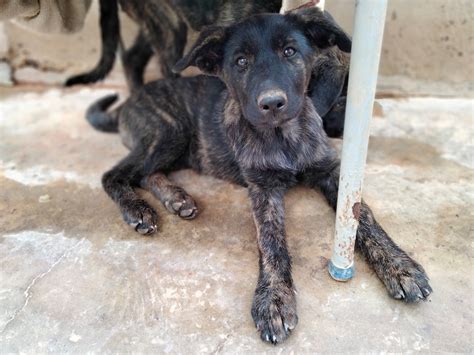 Amica » Kanarenhunde e.V.