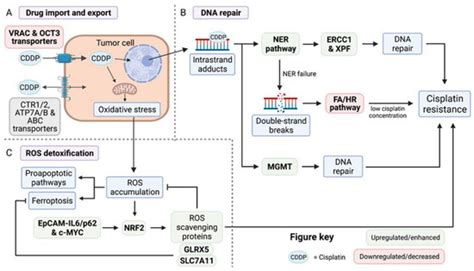Mechanisms of Cisplatin Resistance in HPV Negative Head and Neck ...
