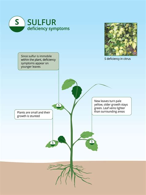 How To Use Flowers Of Sulphur On Plants at Joshua Mabon blog