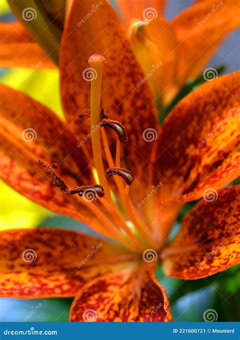Day Lilies Male Reproductive Part of a Flower is Called the Stamen ...