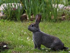 Image result for Cute Black Bunny 2560X1440
