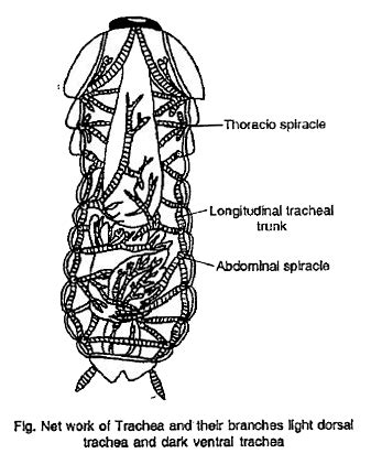 Explain briefly repiratory system of cockroach.