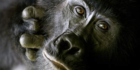 Do Gorillas Eat Meat? - Jewel Safaris