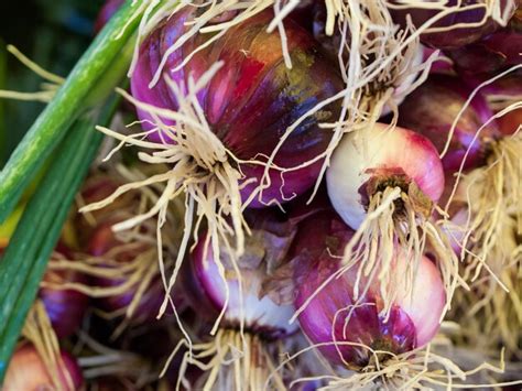 Local Farmers 的图像结果