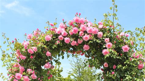 “Keisei Rose Garden” is full of the charms of Japanese roses! Have an ...