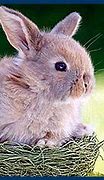 Image result for Template of Easter Bunny