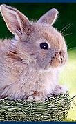 Image result for Cartoon Easter Bunny in Eggshell