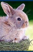 Image result for High Easter Bunny