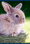 Image result for Cute Evil Bunny
