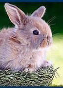 Image result for Easter Bunny Bench