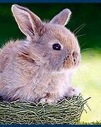 Image result for Bad Bunny Cute