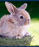 Image result for Cute Bunny Facts