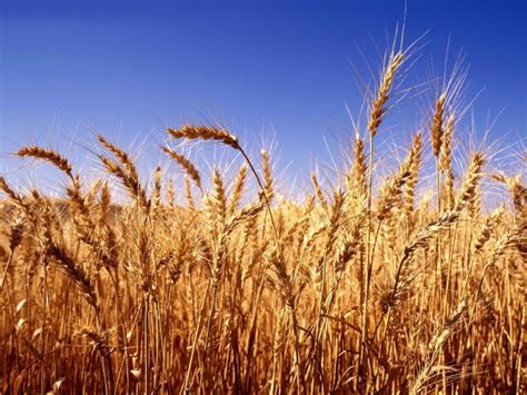 多地小麦价格上涨 后期上涨空间不大_农机通讯社