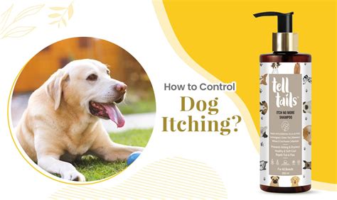 How to Control Dog Itching | Best Dog Shampoo for Itchy Skin - Telltails