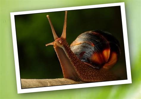 Evli Salyangoz, Barksız Sümüklüböcek! | Can Kardeş