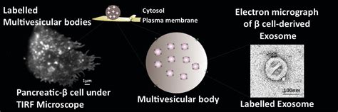 Indian Institute of Science