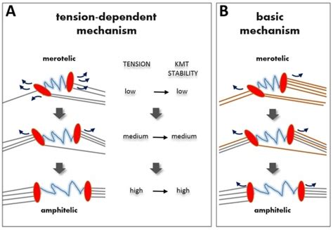 Biology | Special Issue : Mechanisms of Mitotic Chromosome Segregation