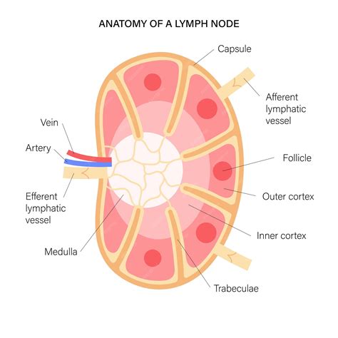 Lymph node anatomy | Premium Vector