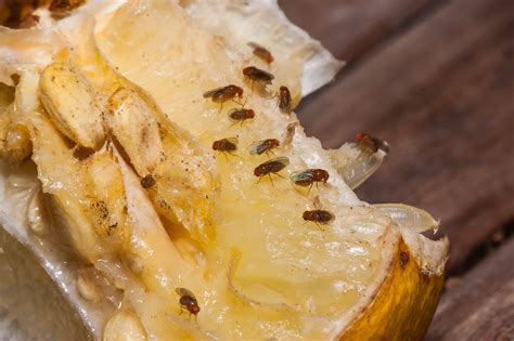 How To Get Rid Of Gnats and Fruit Flies ⋆ by Pink