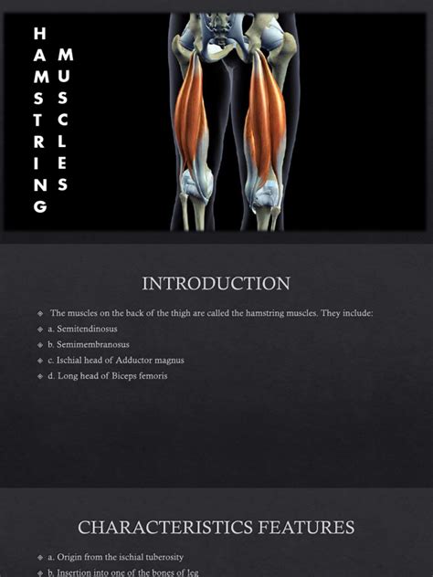 Hamstring Muscles | PDF | Human Leg | Pelvis