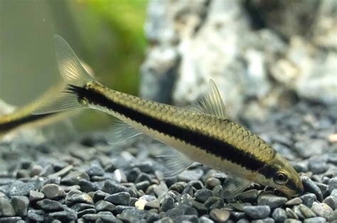 15 Types of Sucker Fish for Your Aquarium