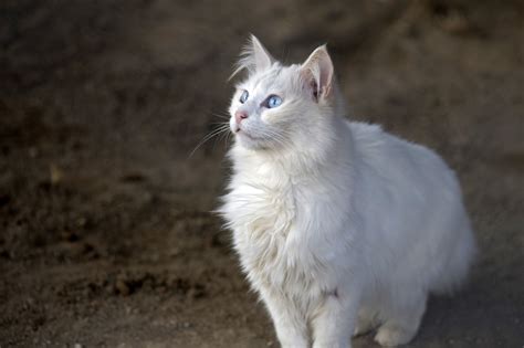How To Identify A Turkish Angora Cat - If the kitten is white with blue ...
