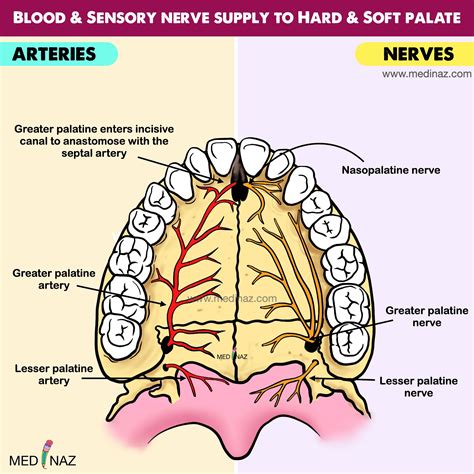 Dental Exam (Medinaz) | Treacher Collins syndrome visual mnemonic | Instagram